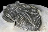 Prone Zlichovaspis Trilobite - Great Eyes #131334-4
